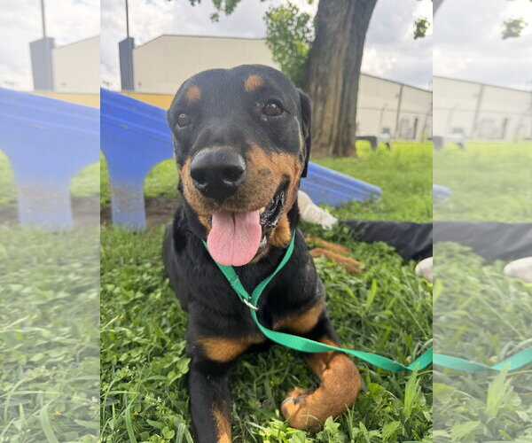 Medium Photo #3 Rottweiler Puppy For Sale in Houston, TX, USA