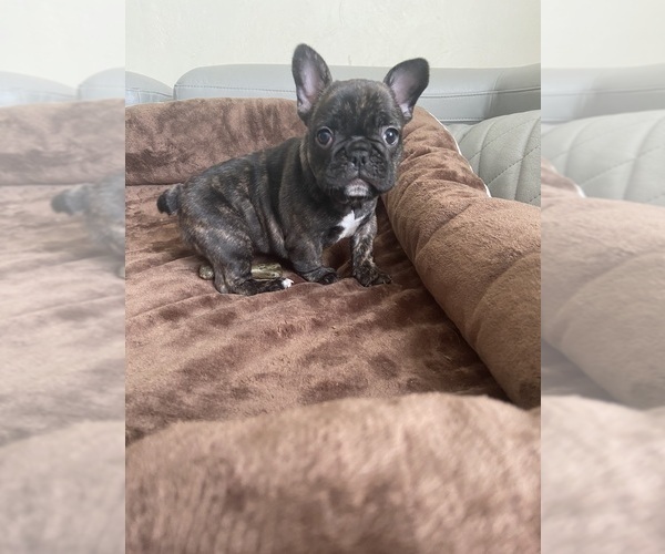 Medium Photo #4 French Bulldog Puppy For Sale in CLEVELAND, NC, USA