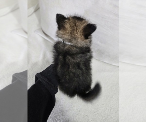 Medium Photo #19 Pomeranian Puppy For Sale in BRONSON, MI, USA