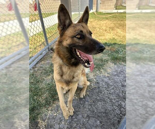 Medium Photo #2 Mutt Puppy For Sale in Corpus Christi, TX, USA