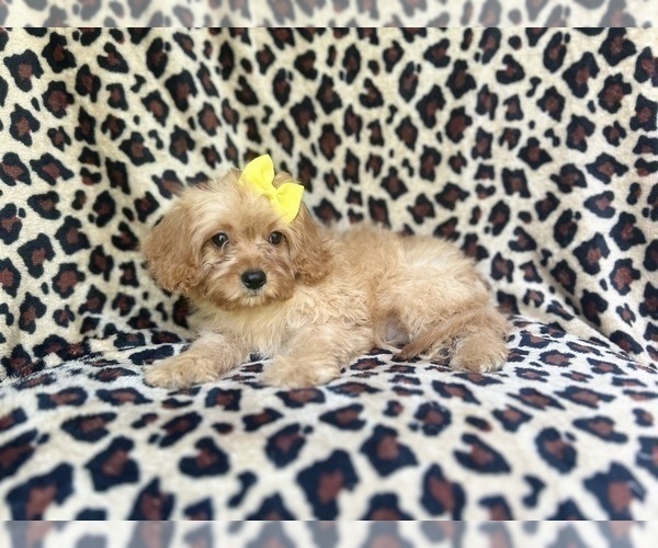 Medium Photo #8 Cavapoo Puppy For Sale in LAKELAND, FL, USA