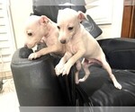 Small #5 Italian Greyhound