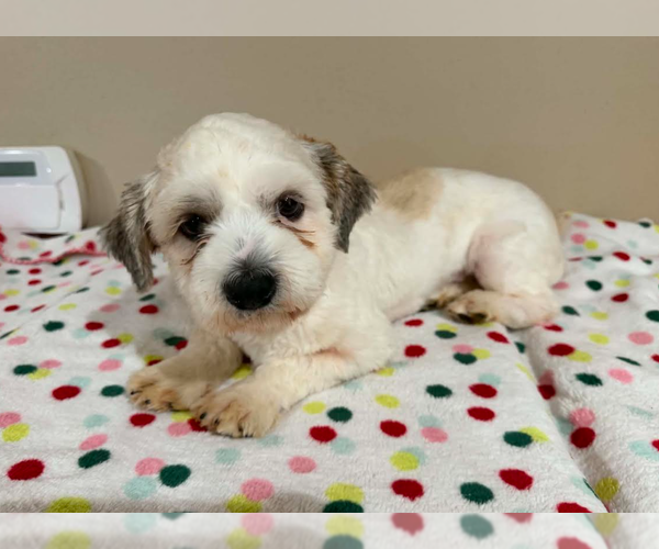 Medium Photo #2 Shih Tzu-Unknown Mix Puppy For Sale in Cranston, RI, USA