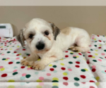 Small #1 Shih Tzu Mix