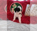 Small Photo #5 Goldendoodle-Miniature Bernedoodle Mix Puppy For Sale in LAKE CITY, FL, USA
