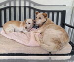 Small #6 Jack Russell Terrier Mix