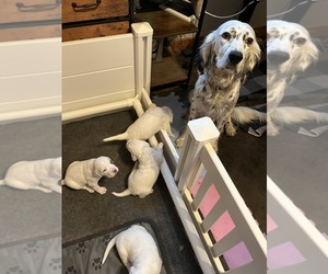 Llewellin Setter Litter for sale in ELK MOUND, WI, USA