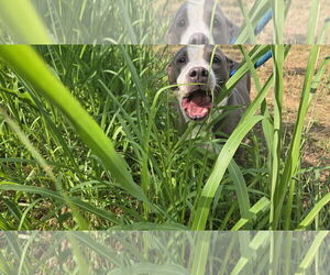 Monty - Male American Pit Bull Terrier Dog for Adoption - Photo #2