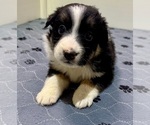 Small #11 Miniature Australian Shepherd