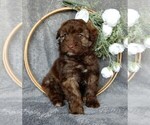 Small Photo #3 Aussiedoodle Miniature  Puppy For Sale in FREDERICKSBURG, OH, USA