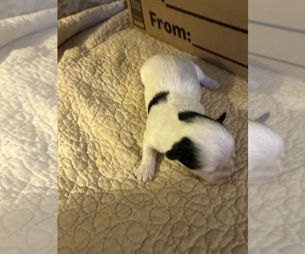 Medium Photo #1 Havanese Puppy For Sale in DREXEL, MO, USA