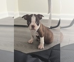 Small Photo #1 Boston Terrier Puppy For Sale in MARTINSVILLE, IN, USA