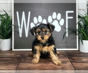 Yorkshire Terrier Puppy for Sale in MARIETTA, Georgia USA
