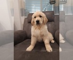 Small Photo #9 Golden Retriever Puppy For Sale in ELVERTA, CA, USA