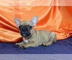 Small Photo #1 French Bulldog Puppy For Sale in PURCHASE, NY, USA