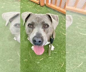 Mutt Dogs for adoption in Las Vegas, NV, USA