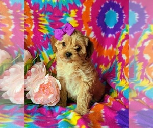 Cavachon-Poodle (Toy) Mix Puppy for sale in AIRVILLE, PA, USA