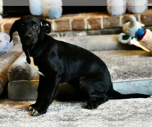 Medium Photo #4 Mutt Puppy For Sale in Mechanicsburg, PA, USA