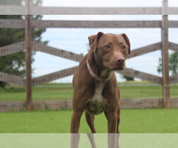 Medium Photo #4 Mutt Puppy For Sale in Chestertown, MD, USA