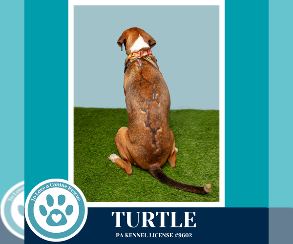 Medium Photo #6 Boxer-Unknown Mix Puppy For Sale in Kimberton, PA, USA