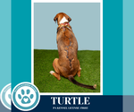 Small #5 Boxer Mix