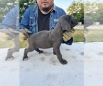 Small Photo #2 Cane Corso Puppy For Sale in GRAND PRAIRIE, TX, USA