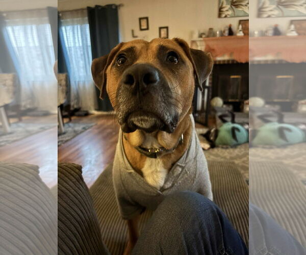 Medium Photo #8 American Pit Bull Terrier-Unknown Mix Puppy For Sale in Germantown, OH, USA