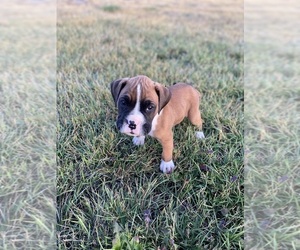 Boxer Puppy for sale in GREAT FALLS, MT, USA