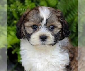 Cavachon-Shih Tzu Mix Puppy for sale in MORGANTOWN, PA, USA