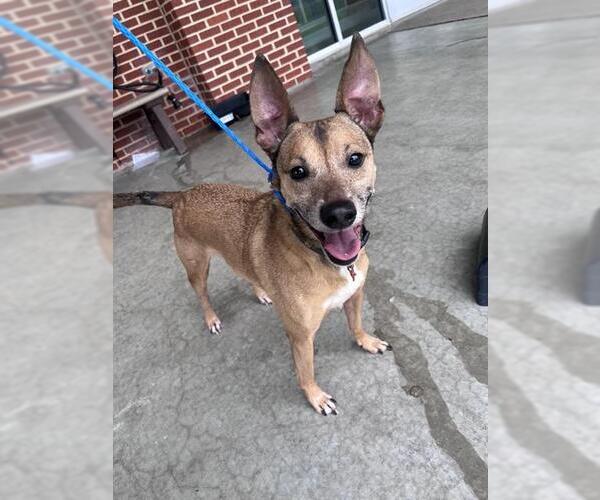 Medium Photo #2 Basenji-Carolina Dog Mix Puppy For Sale in Grand Prairie, TX, USA