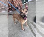 Small #1 Basenji-Carolina Dog Mix