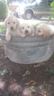 Small Photo #1 Golden Retriever Puppy For Sale in KATY, TX, USA