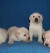 Small Photo #3 Labrador Retriever Puppy For Sale in CALIENTE, CA, USA