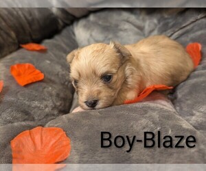 Medium Morkie