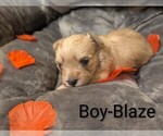 Puppy Blaze Morkie