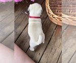 Small #4 Pug