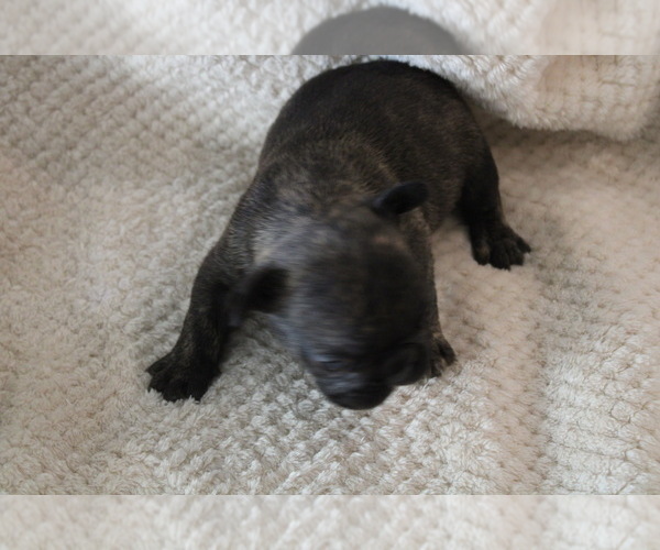 Medium Photo #12 French Bulldog Puppy For Sale in SPRING, TX, USA