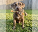 Small Labrador Retriever-Staffordshire Bull Terrier Mix