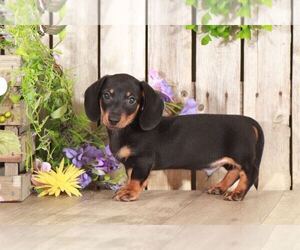 Dachshund Puppy for sale in MOUNT VERNON, OH, USA