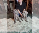 Small Photo #5 Great Dane Puppy For Sale in HENRYETTA, OK, USA