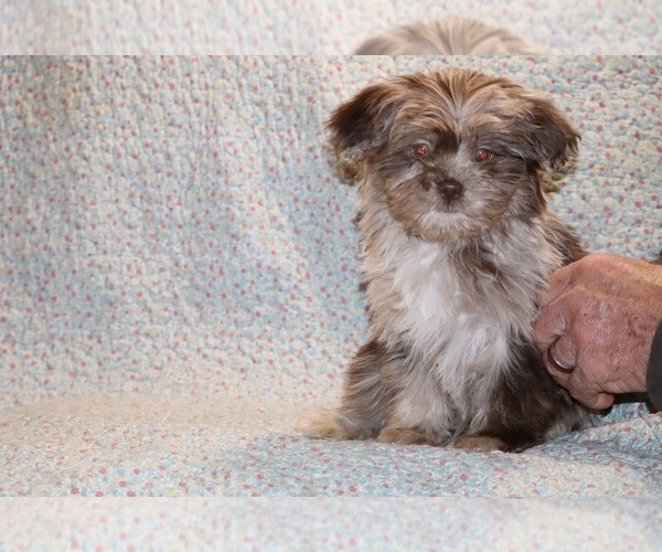 Medium Photo #1 ShihPoo Puppy For Sale in DYERSBURG, TN, USA