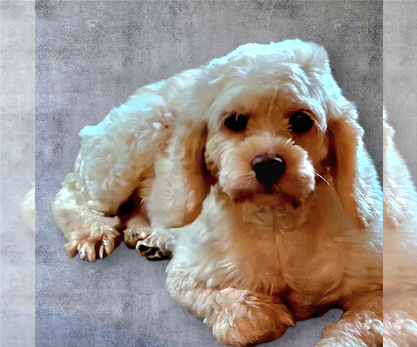 Medium Photo #1 Cock-A-Poo-Unknown Mix Puppy For Sale in Farmington, MN, USA