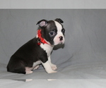 Small #3 Boston Terrier