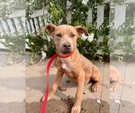 Small American Staffordshire Terrier-Labrador Retriever Mix