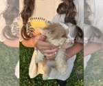 Small #1 Yorkshire Terrier