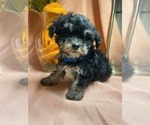 Small Photo #4 Yo-Chon Puppy For Sale in HAMPTON, VA, USA