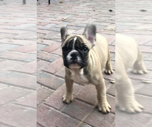 French Bulldog Puppy for sale in NEVADA CITY, CA, USA