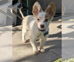 Small #1 Chihuahua-Colonial Cocker Spaniel Mix