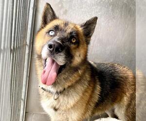 German Shepherd Dog-Unknown Mix Dogs for adoption in San Bernardino, CA, USA