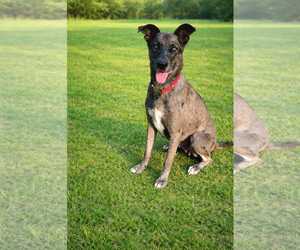 Catahoula Leopard Dog Dogs for adoption in The Woodlands, TX, USA
